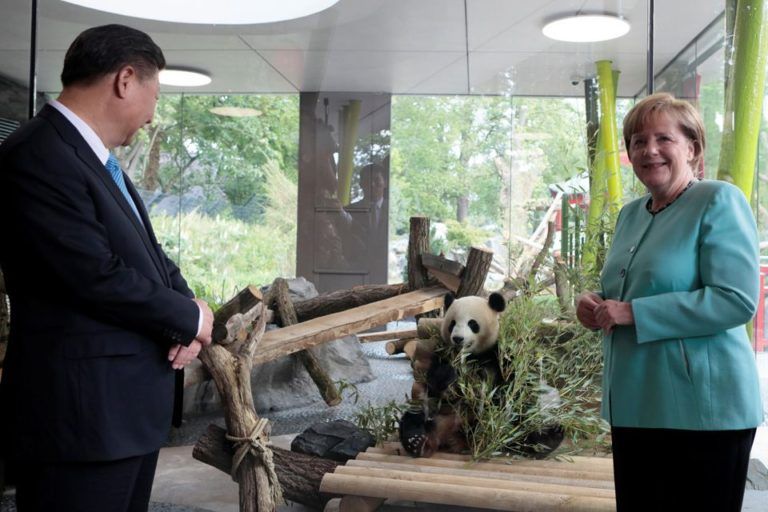 German Chancellor Angela Merkel and Chinese President Xi Jinping at a welcome ceremony last July for pandas Meng Meng and Jiao Qing, which are on loan from China to Berlin’s Tierpark Zoo for 15 years. Mrs Merkel referred to them as ‘two very pleasant diplomats’. PHOTO: REUTERS